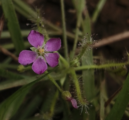 Indian Sundew