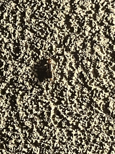 Shore Earwig