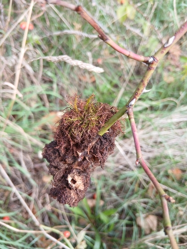 Mossy Rose Gall Wasp