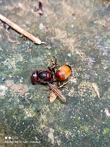 Lesser Banded Hornet