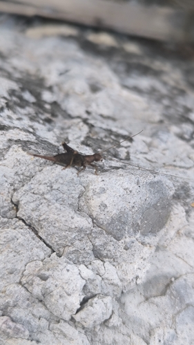 Hairy Scale-cricket