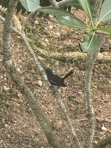 Oriental Magpie-Robin
