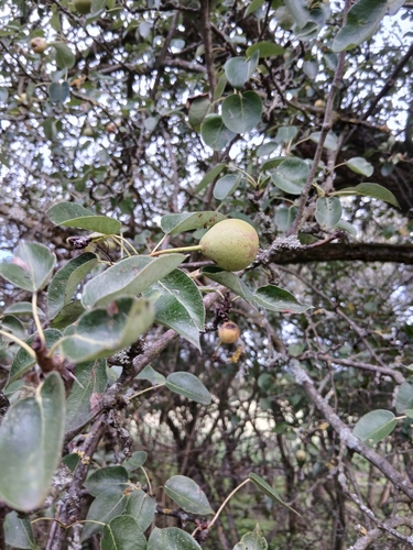 Common Pear