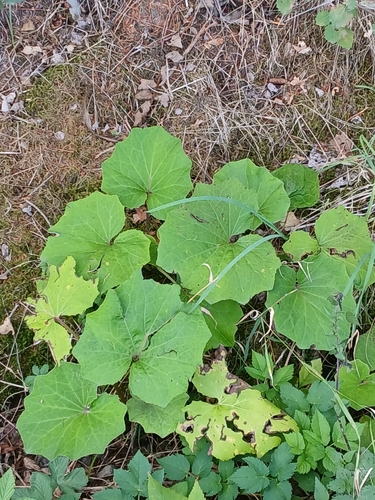 colt's-foot