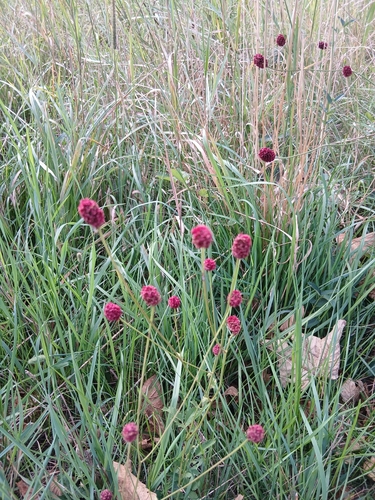 Great burnet