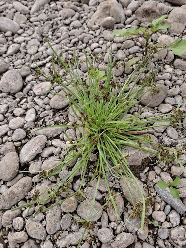 Brown Flatsedge