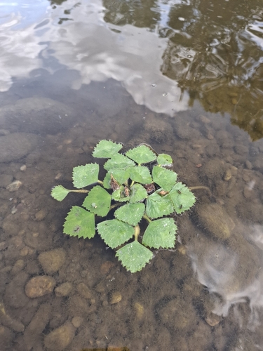 Water caltrop