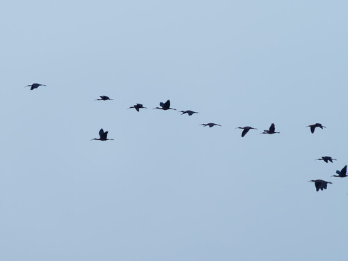 Glossy Ibis