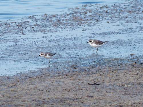 Kentish Plover