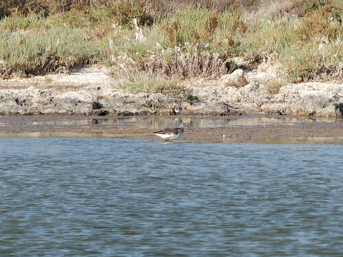 Common Greenshank