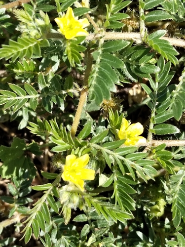puncture vine
