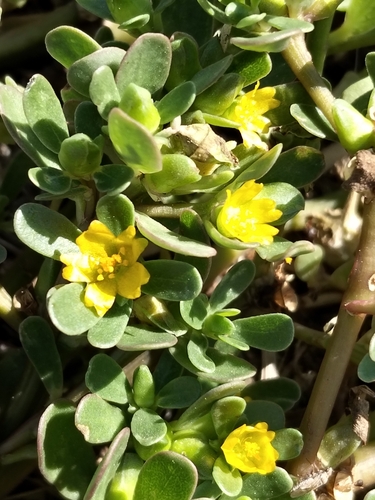 Common Purslane