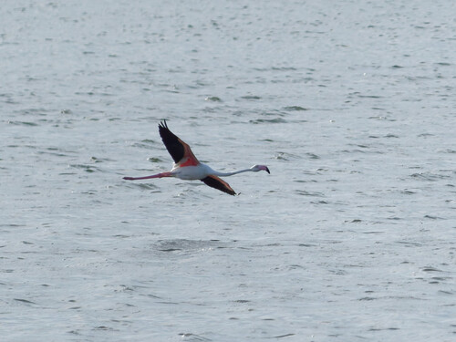 Greater Flamingo