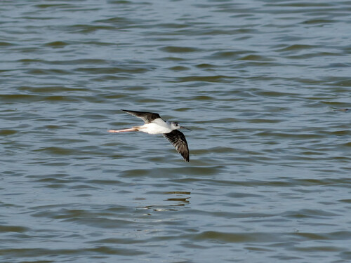 Black-winged Stilt