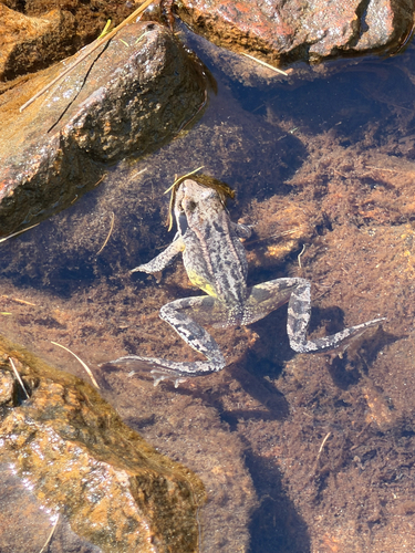 European Common Frog