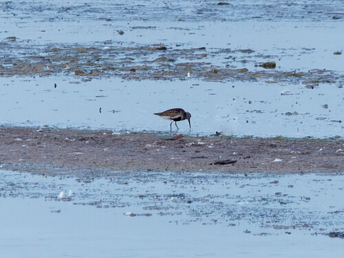 Dunlin