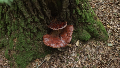 Beefsteak Polypore