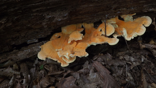 chicken of the woods