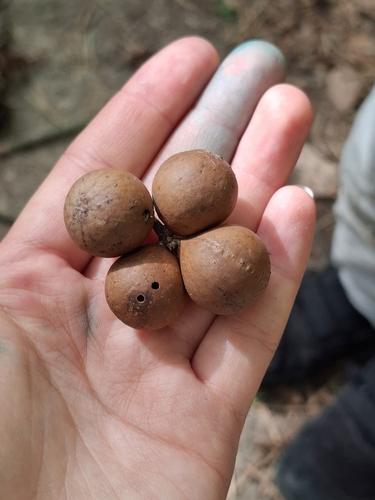 Oak Marble Gall Wasp