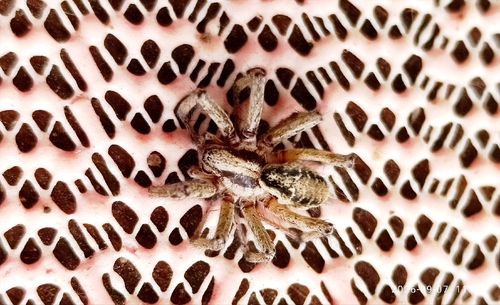 Labyrinth spider