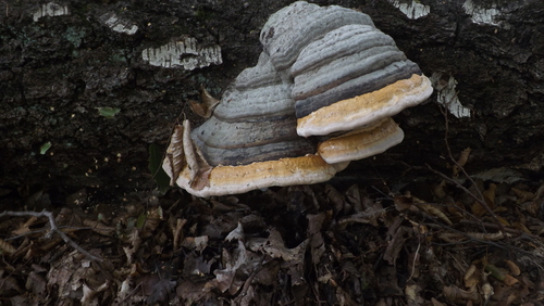 Red-banded Polypore