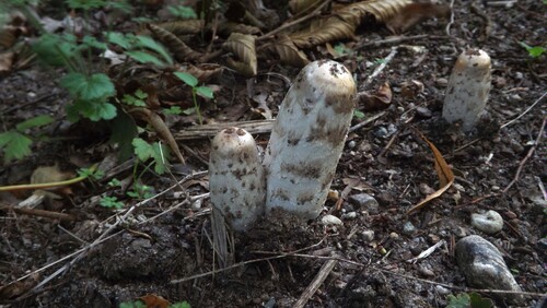 Shaggy Mane