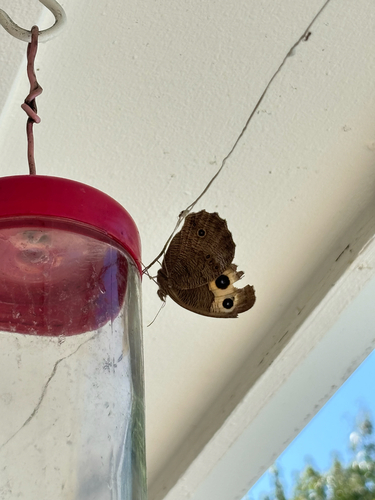Common Wood-Nymph
