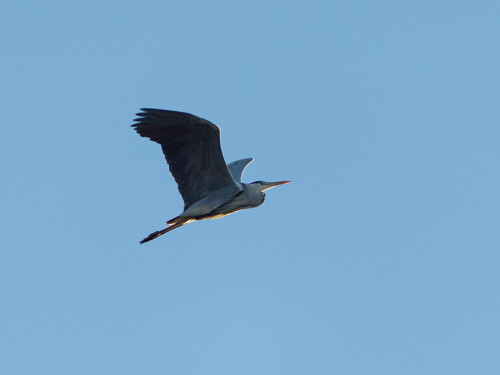 Grey Heron