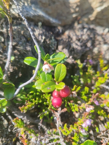 Lingonberry
