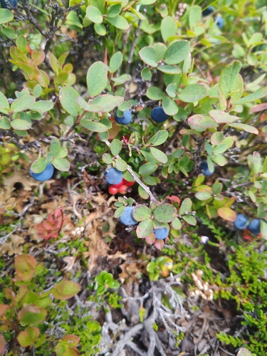 bog bilberry