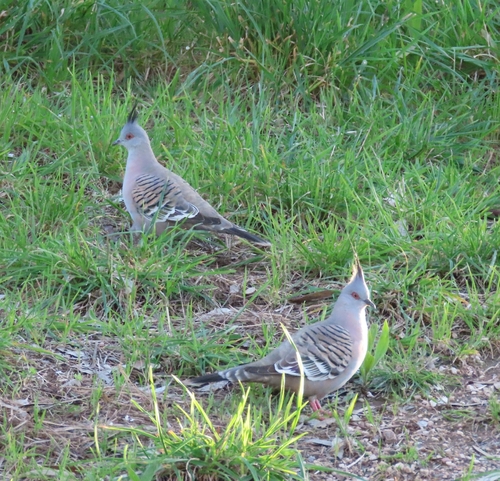 Crested Pigeon