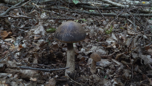 Hazel Bolete