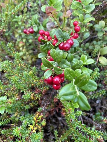 Lingonberry