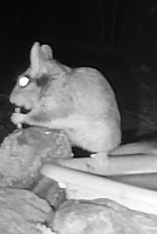 European Garden Dormouse