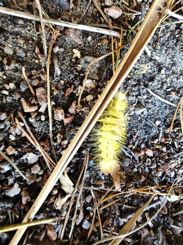 Pale Tussock Moth