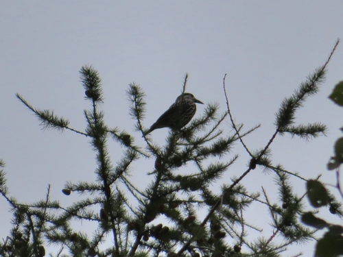 Northern Nutcracker