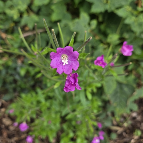 Great Willowherb