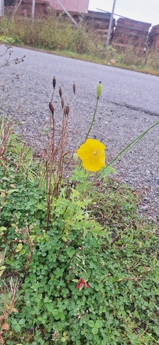Welsh Poppy