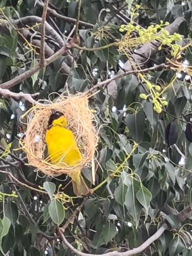 Lesser Masked Weaver