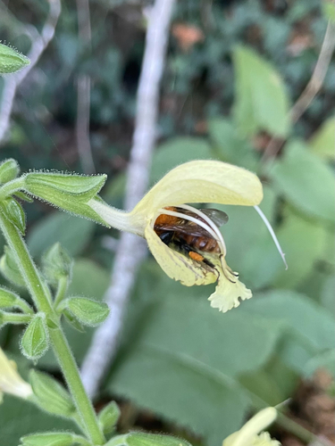 Sticky Sage