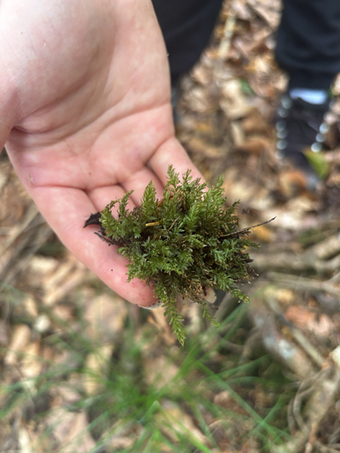 Horn Calcareous Moss
