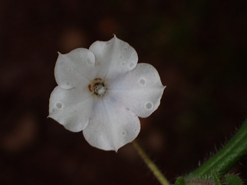 Clasping-leaf Borage