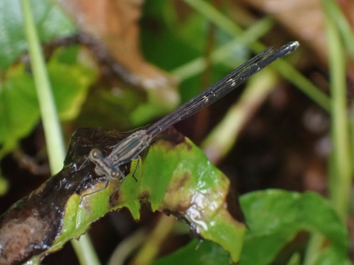 Black-winged Bambootail