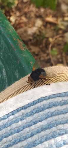 Yellow-faced Fly
