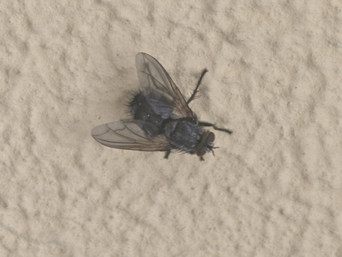 Nemoraea pellucida