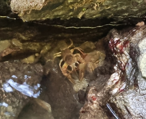 European Crayfish