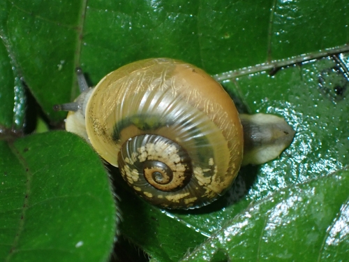Ariophanta ammonia