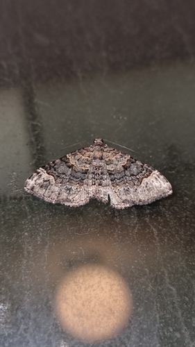 Clover Moth