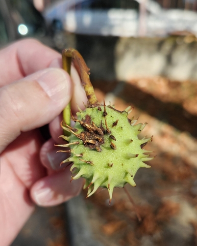 horse-chestnut