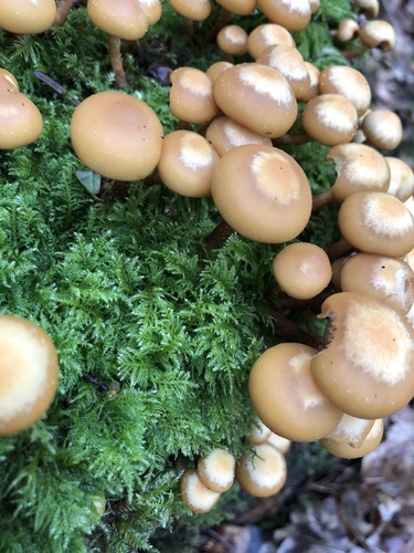 Sheathed Woodtuft